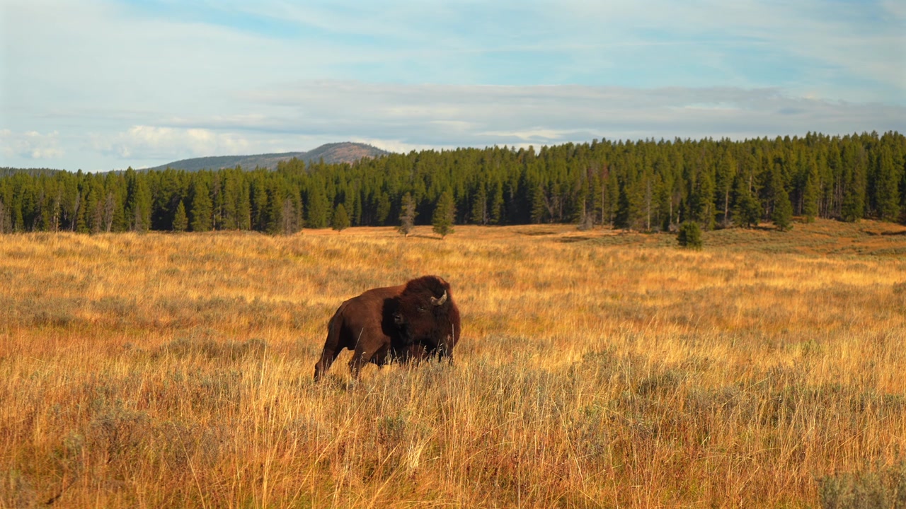Bisonte americano selvatico che vaga nel Parco Nazionale di Yellowstone, Wyoming. Paesaggio naturale autunnale nel Geyser Basin centrale, pomeriggio di ottobre, con un animale che si gratta nell'erba alta della valle.