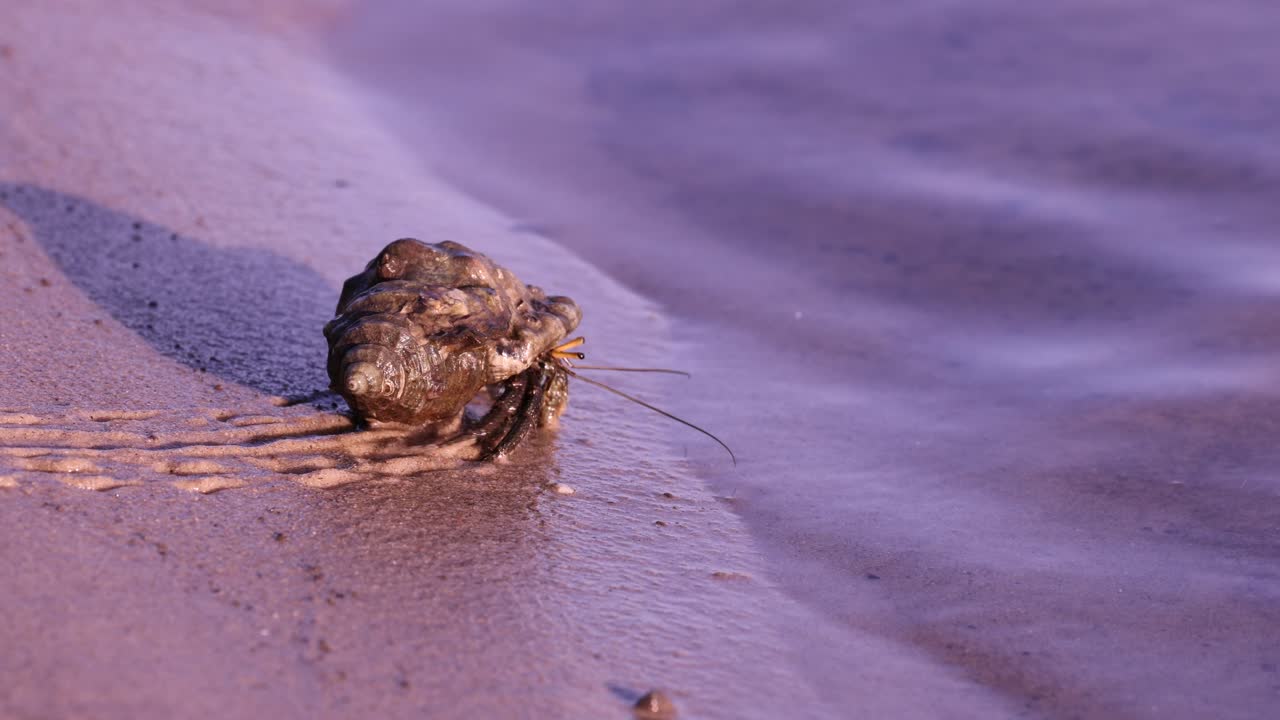 은 모래 해변을 가로질러 이동하는 고향 크래브