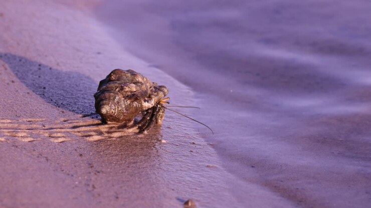 Hermit crab traversing wet sandy beach