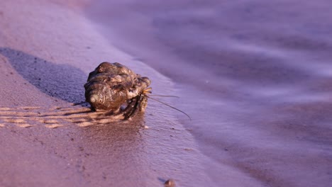 hermit crab traversing wet sandy beach