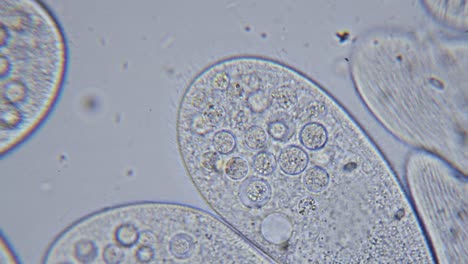 High-density-of-unicellular-paramecium--protozoa-under-microscope