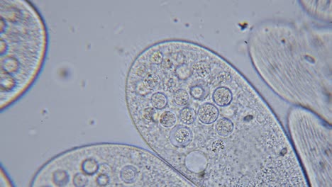 在微鏡下檢測單細胞 paramecium 原生動物的高度密度