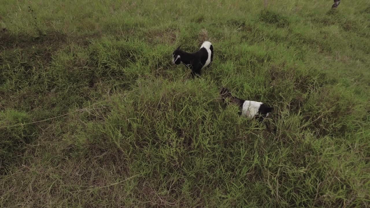 two goats eating grass in the green pasture
