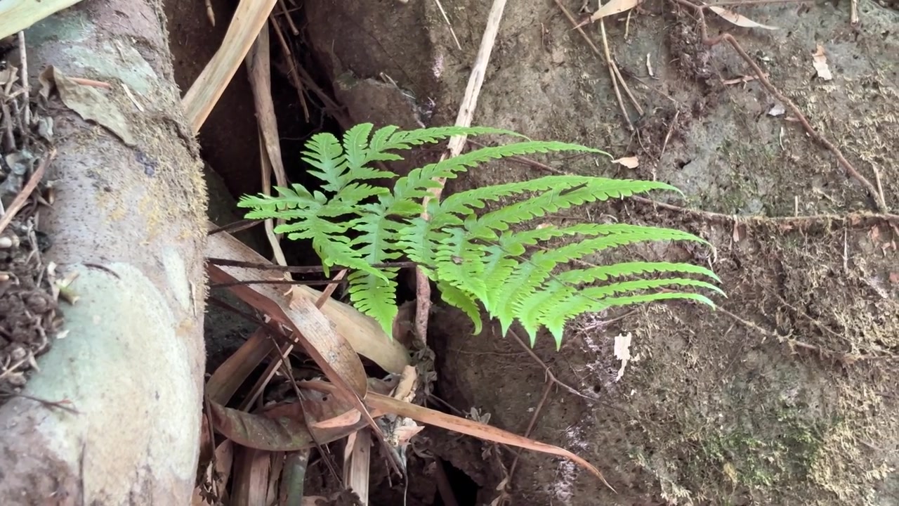 Felce verde che cresce tra le rocce nella foresta