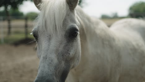 caballo blanco mira a la cámara