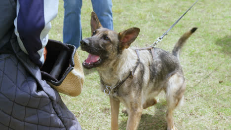 trainer training a shepherd dog in the field 4k