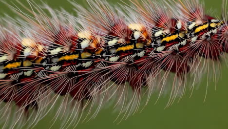 macro shot of a colorful caterpillar