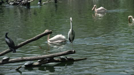 the gray heron standing on a log which is sticking out of the water