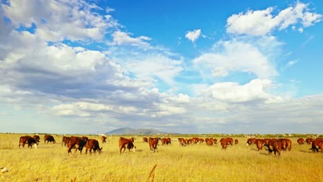 este idílico entorno rural refleja la simple belleza de la naturaleza y la tranquila armonía de la vida agrícola, donde las vacas se mueven tranquilamente, disfrutando de su día al sol.