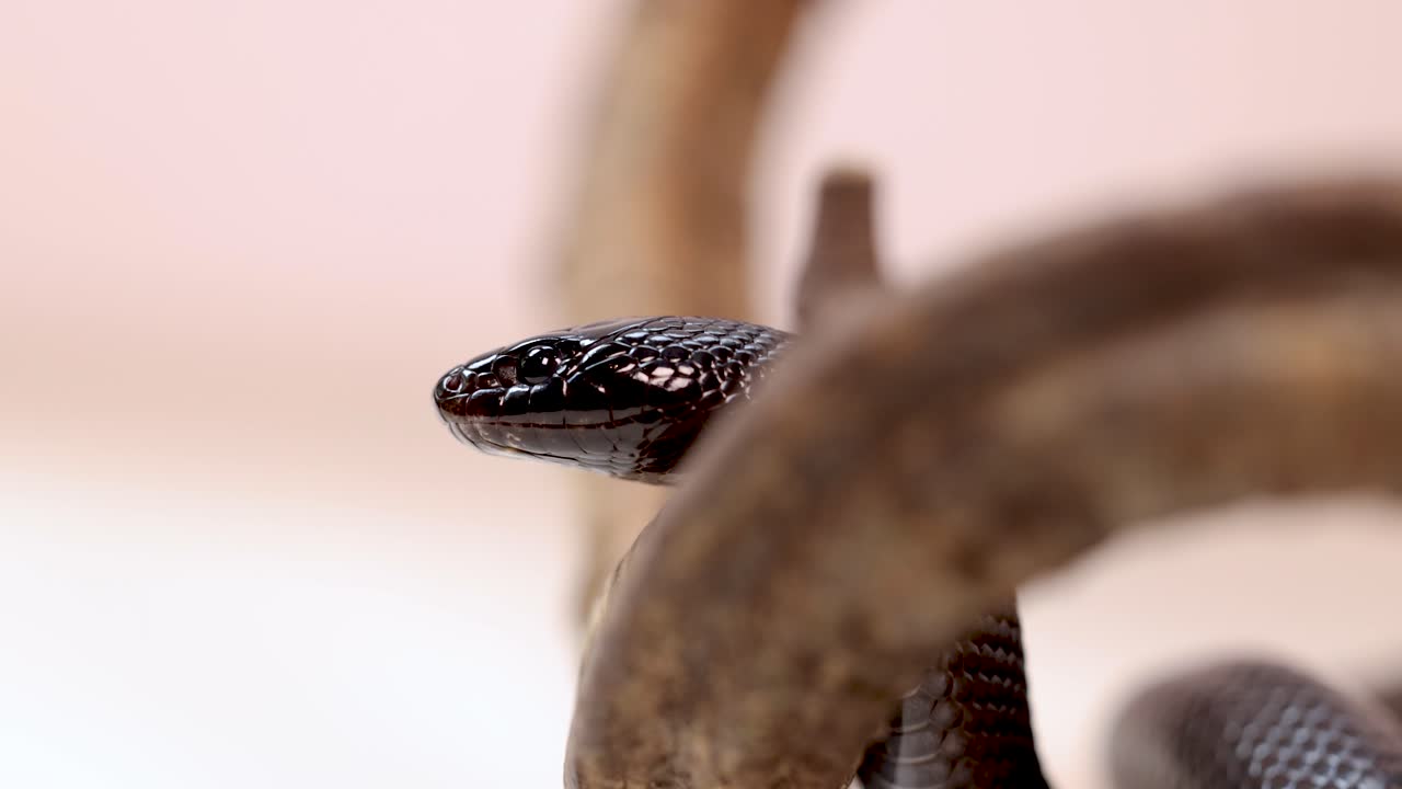 A Mexican Black Kingsnake moves gracefully along a branch in a softly lit environment, showcasing its sleek, shiny scales