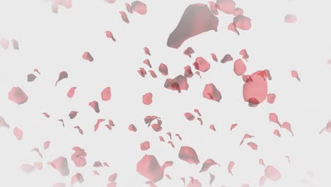 3D-Animation-of-Rose-Petals