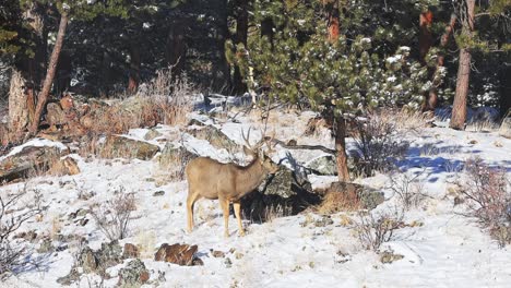 mule deer buck grazing along bushes and trees in a remote area of the colorado rocky mountains during the winter