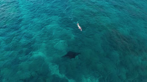 Una-Aventura-En-El-Océano,-Buceando-Con-Una-Gran-Mantarraya-En-Las-Hermosas-Olas-Azules-Del-Oeste-De-Fiji---Vista-Superior