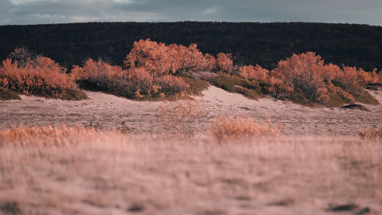 Dunas de arena desoladas