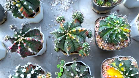 colorful cacti arranged in a greenhouse setting