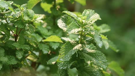 detail of the leaves of the peppermint plant , blurred background