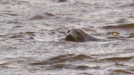 majestic tracking shot of common seal swimming on rough sea at golden hour