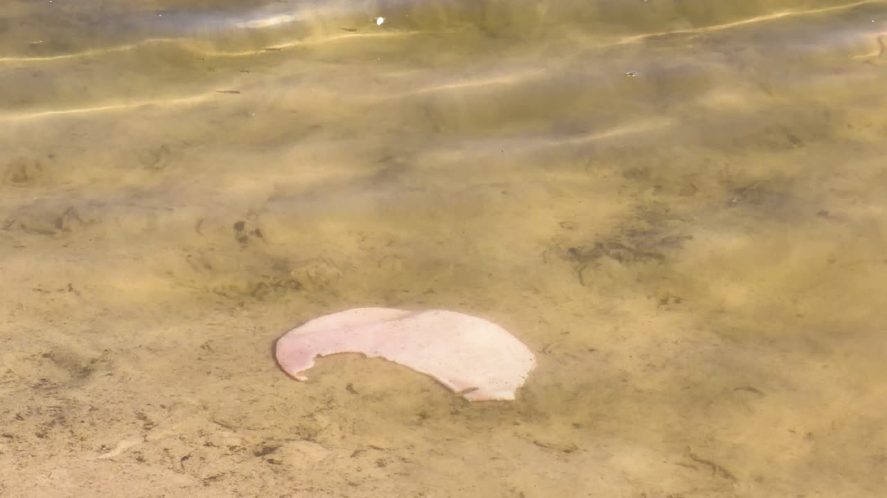 Single ham slice gradually sinks underwater in sunlit, clear, shallow river near sandy beach