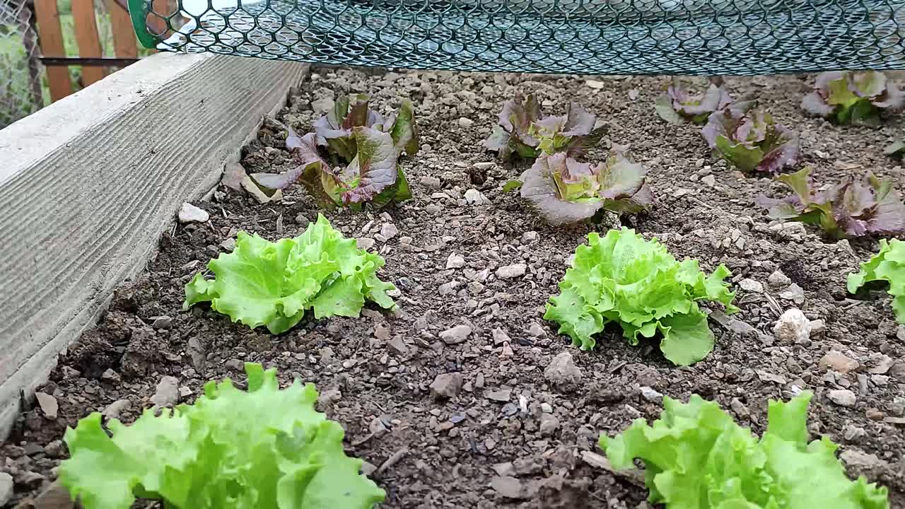 Green leaves of lettuce grow in the raised bed at the home organic garden