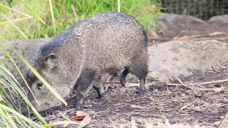 wild boar foraging in zoo enclosure