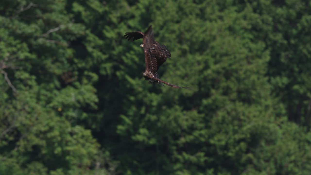 An eagle flying in slow motion looking for food over the ocean in Canada