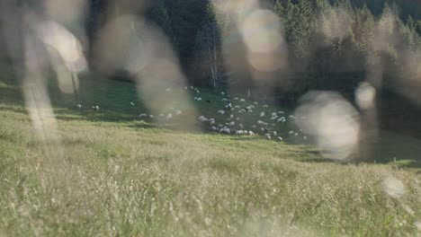 a flock of sheep on the grass eating and following sheep shepherd