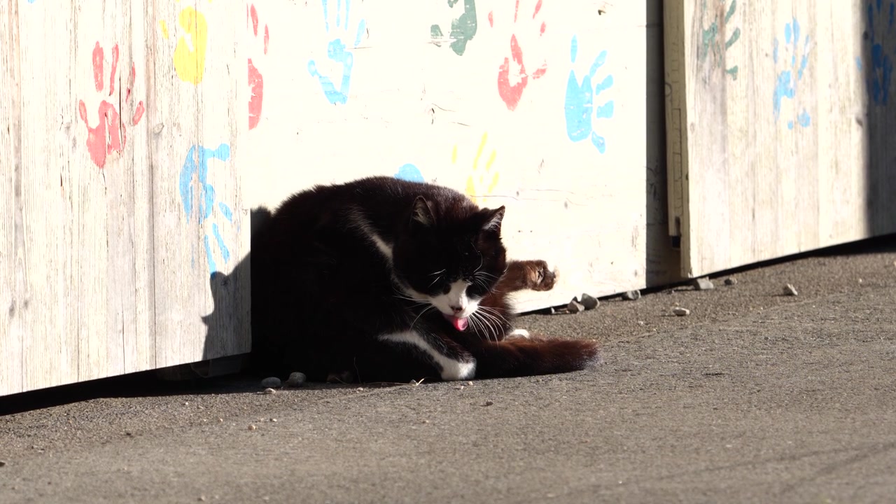 Filmagem em câmera lenta de um gato preto e branco se limpando enquanto descansa sob a luz do sol quente. Comportamento relaxado de animal doméstico capturado em um ambiente urbano externo tranquilo.