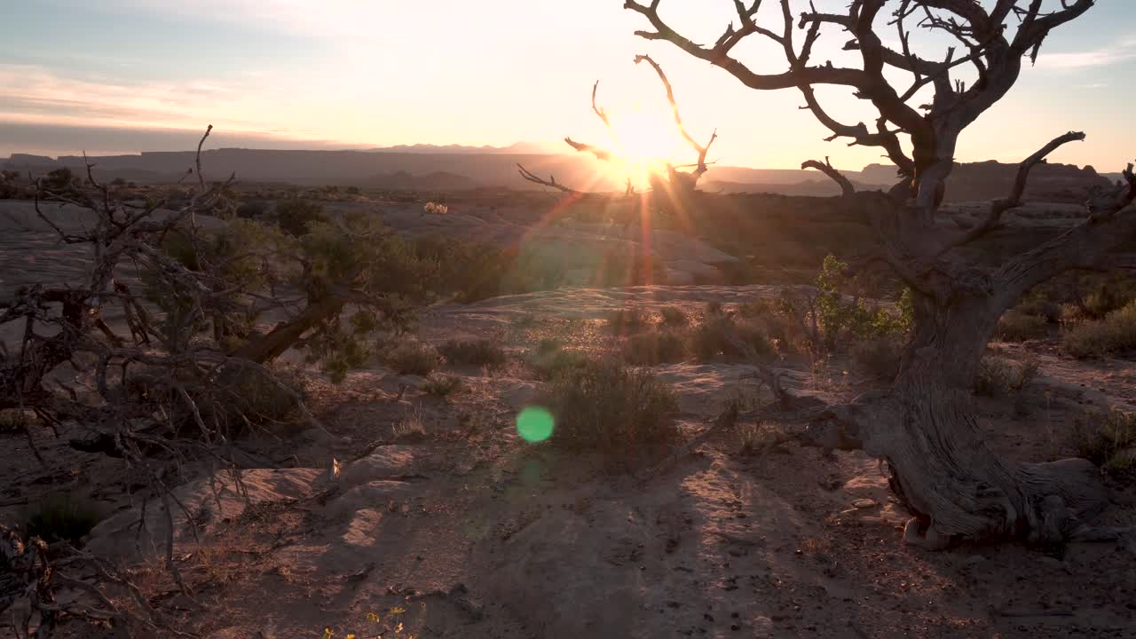 Parco nazionale di Canyonlands Utah con alberi morti al tramonto, ripresa aerea con dolly in avanti