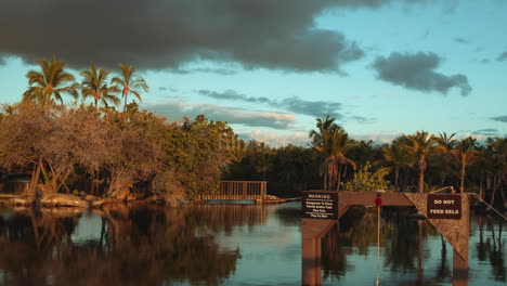 hawaii mauna lani ponds tress and greenery big island