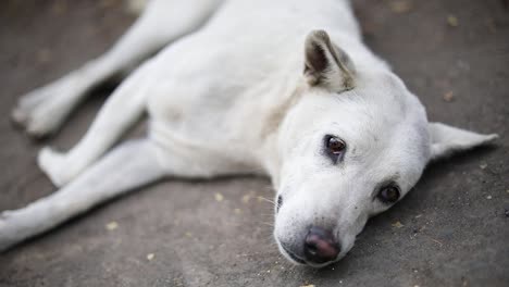 Foto-De-Un-Perro-Blanco-Durmiendo-En-Las-Calles-De-Bali