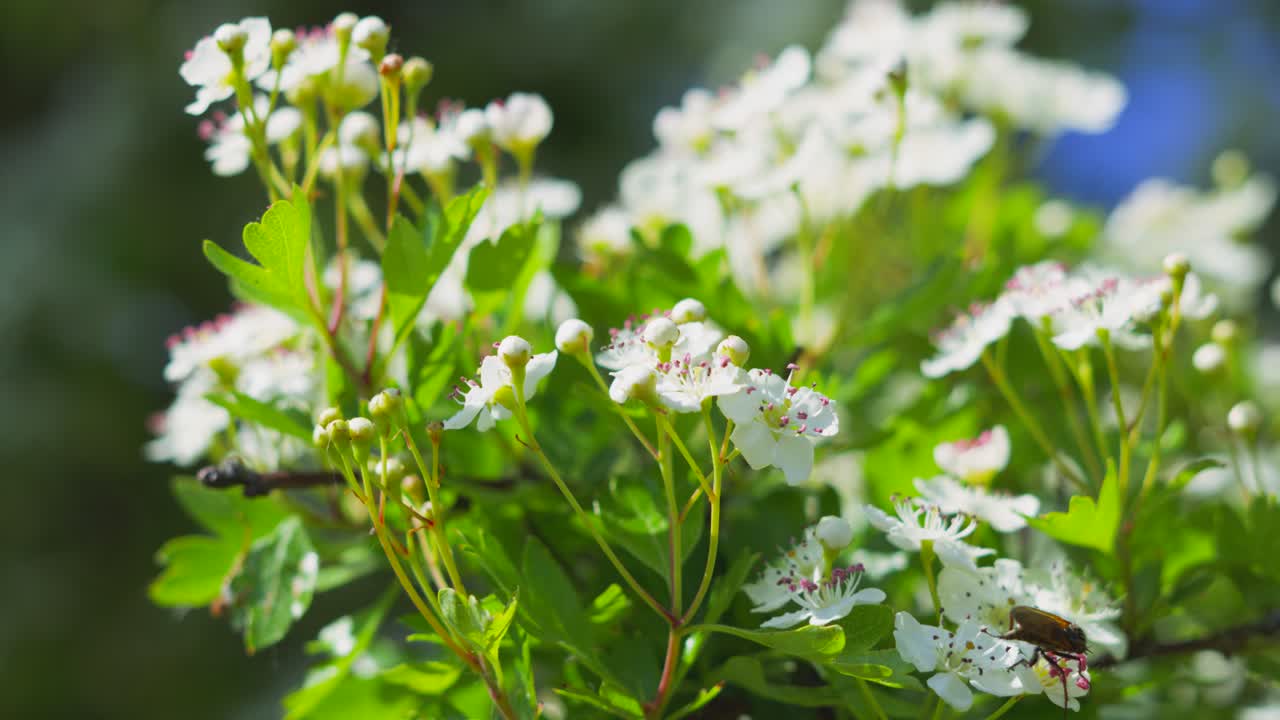 Moving Close Up of Honeysuckle Shrub Tree Branch with Beautiful White Flowers in Bloom During Summer.