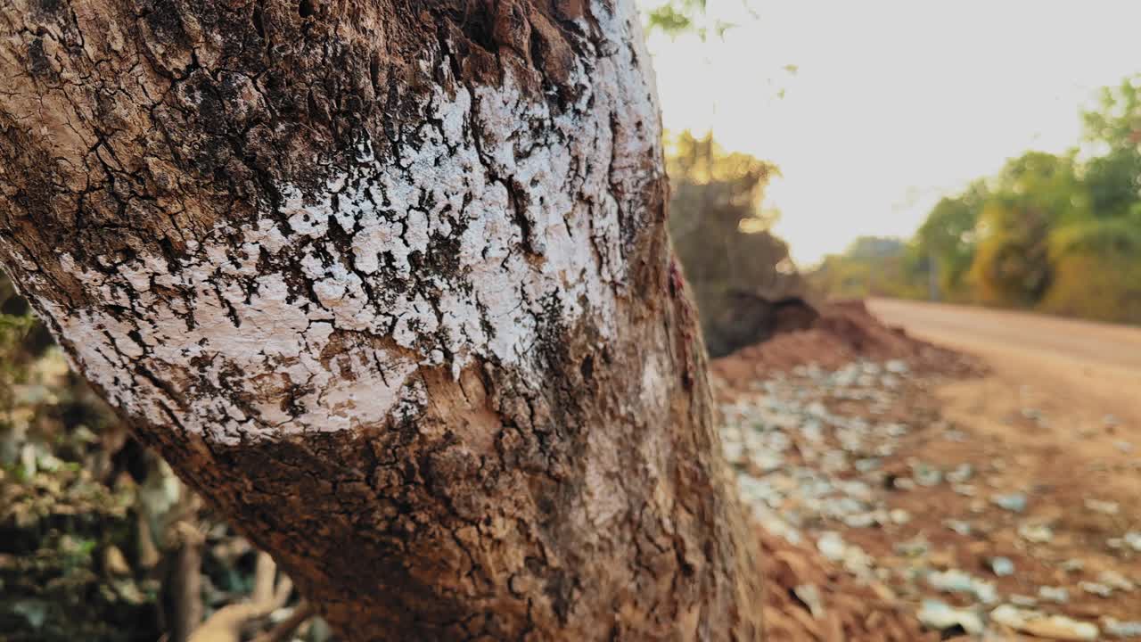 Primo piano di un tronco d'albero a bordo strada contrassegnato per il taglio con vernice bianca, che evidenzia il rilevamento pre-costruzione e l'attività di disboscamento per l'allargamento delle strade rurali e lo sviluppo delle infrastrutture
