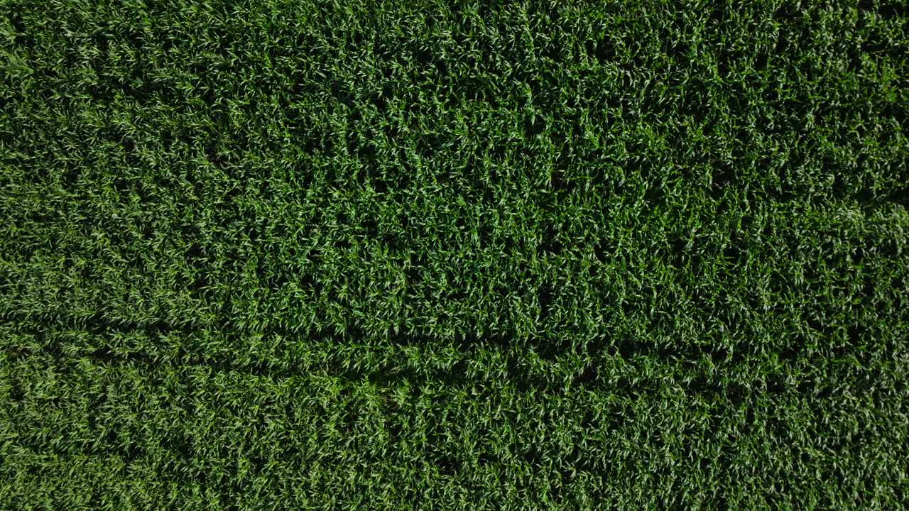 vista aérea de arriba hacia abajo del paisaje rural rural con cultivo de maíz en un día soleado