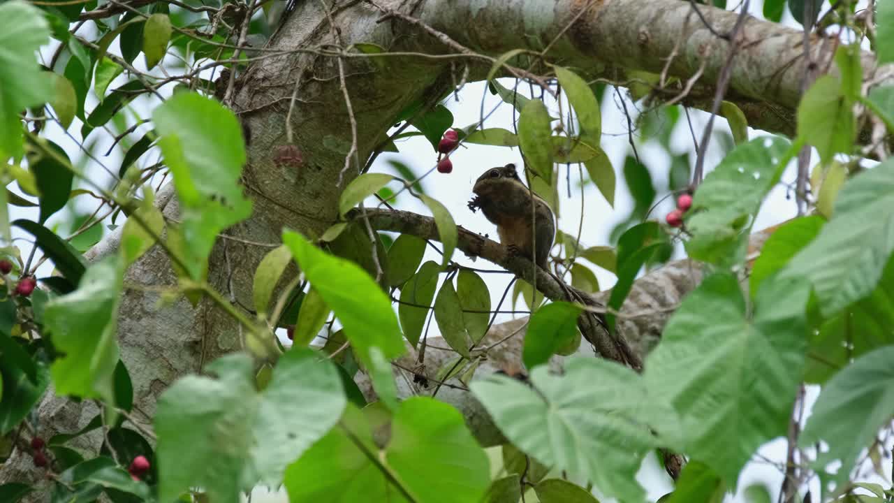 comiendo frutas como se ve en lo profundo del follaje de un árbol frutal mientras la cámara se aleja y se desliza hacia la derecha, la ardilla a rayas birmana tamiops mcclellandii, tailandia