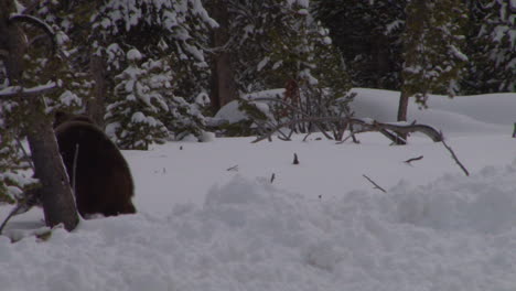 A-Large-Elk-Walks-Through-The-Forest-And-Calls-Out-To-A-Mate