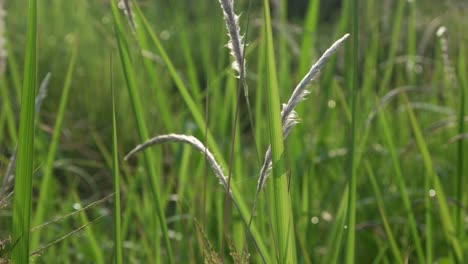 Grünes-Gras-Im-Wind-Am-Morgen