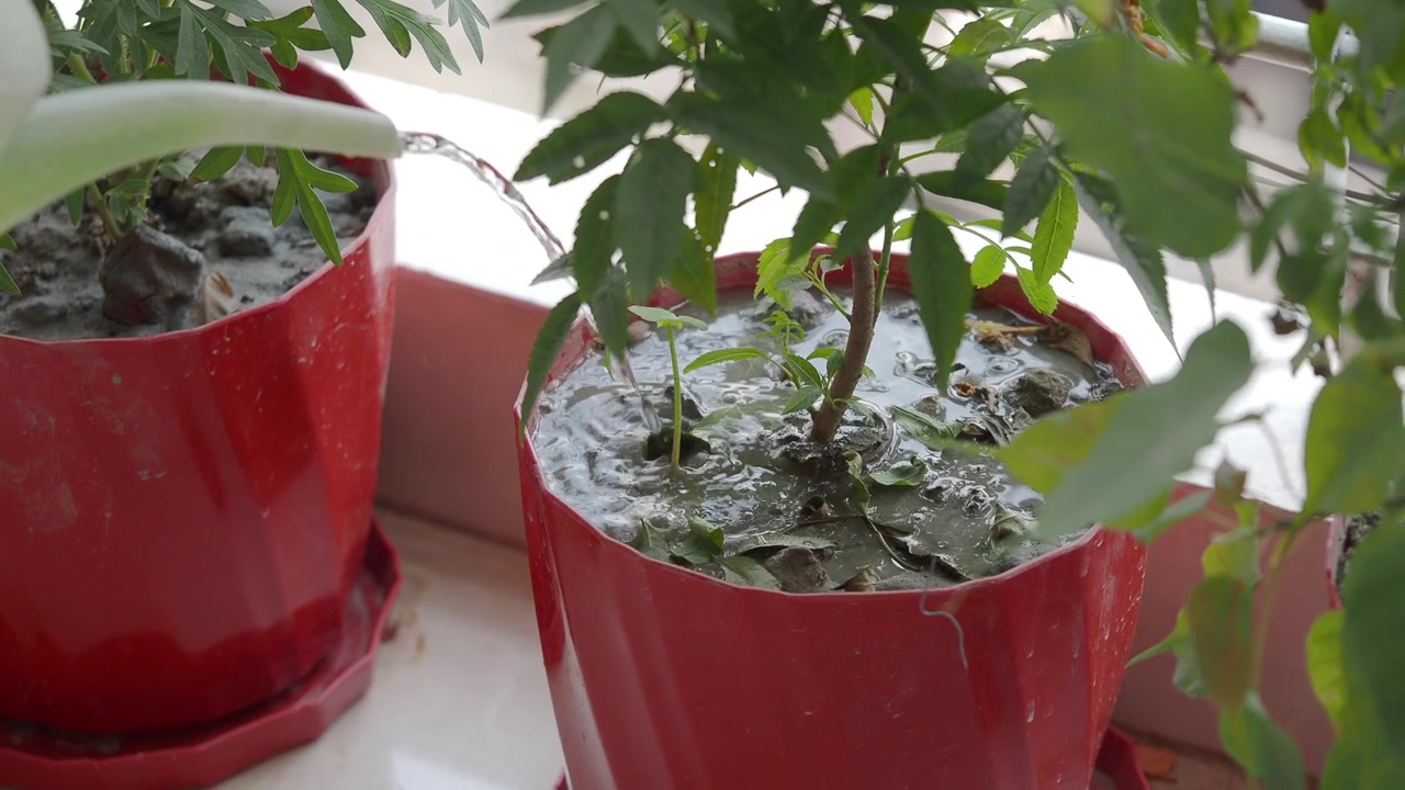 Annaffiare una pianta in vaso in un vaso rosso