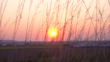 Hohes-Glas-Weht-Im-Wind,-Während-Die-Sonne-Untergeht