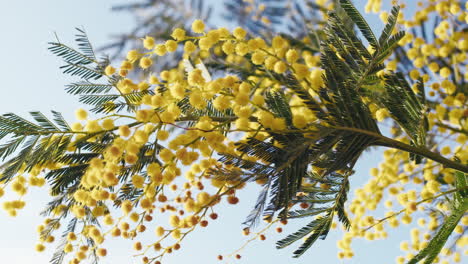 mimosa flower for women day