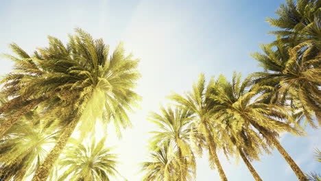 palm trees reaching towards a clear blue sky during bright daylight