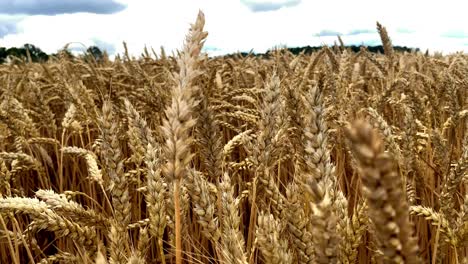 rich wheat cereal grain grass staple food closeup