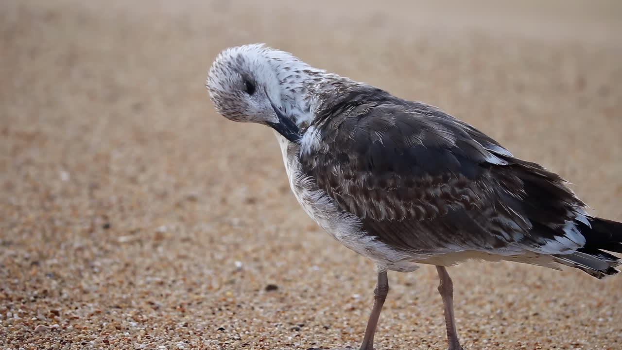 Close up of a seagull walking on the sand at the beach