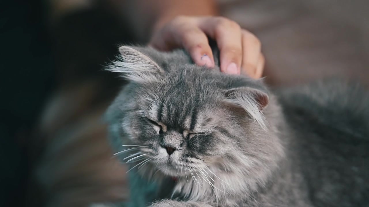 Seekor kucing Persia dewasa duduk dengan tenang di sofa, menikmati usapan kepala yang menenangkan