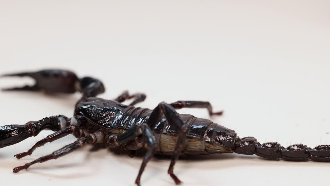 A scorpion moves across a white surface in close-up, highlighting its detailed anatomy under bright lighting