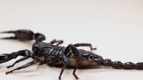 a scorpion moves across a white surface in close-up, highlighting its detailed anatomy under bright lighting