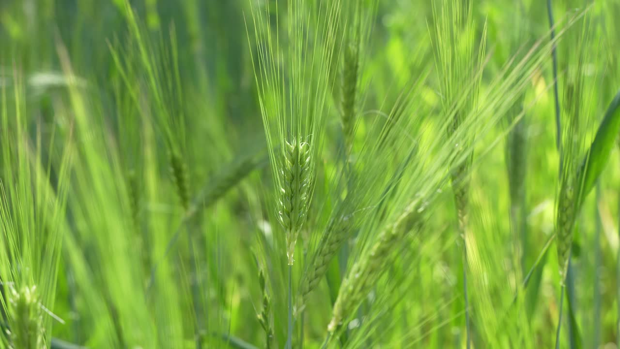 Wheat cultivated in the hilly areas.