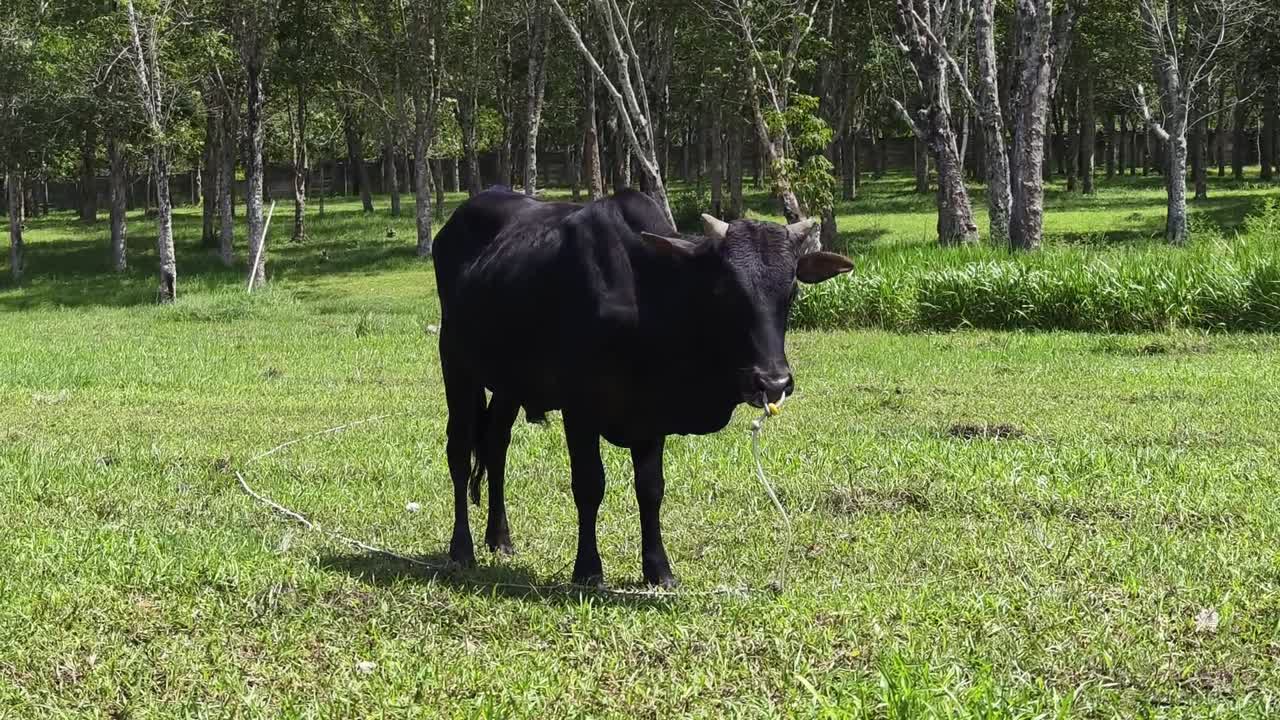 Mucca Nera in un Pascolo Verde