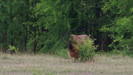 león de crin negro muestra la respuesta de flehmen dentro de la sabana del parque nacional nxai pan en botswana
