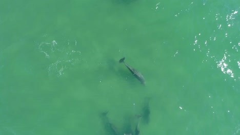vista aérea de drones siguiendo a un grupo de delfines, nadando en un mar azul claro o turquesa, en un día soleado, en el océano atlántico, a las afueras de la isla esmeralda de la costa, en carolina del norte