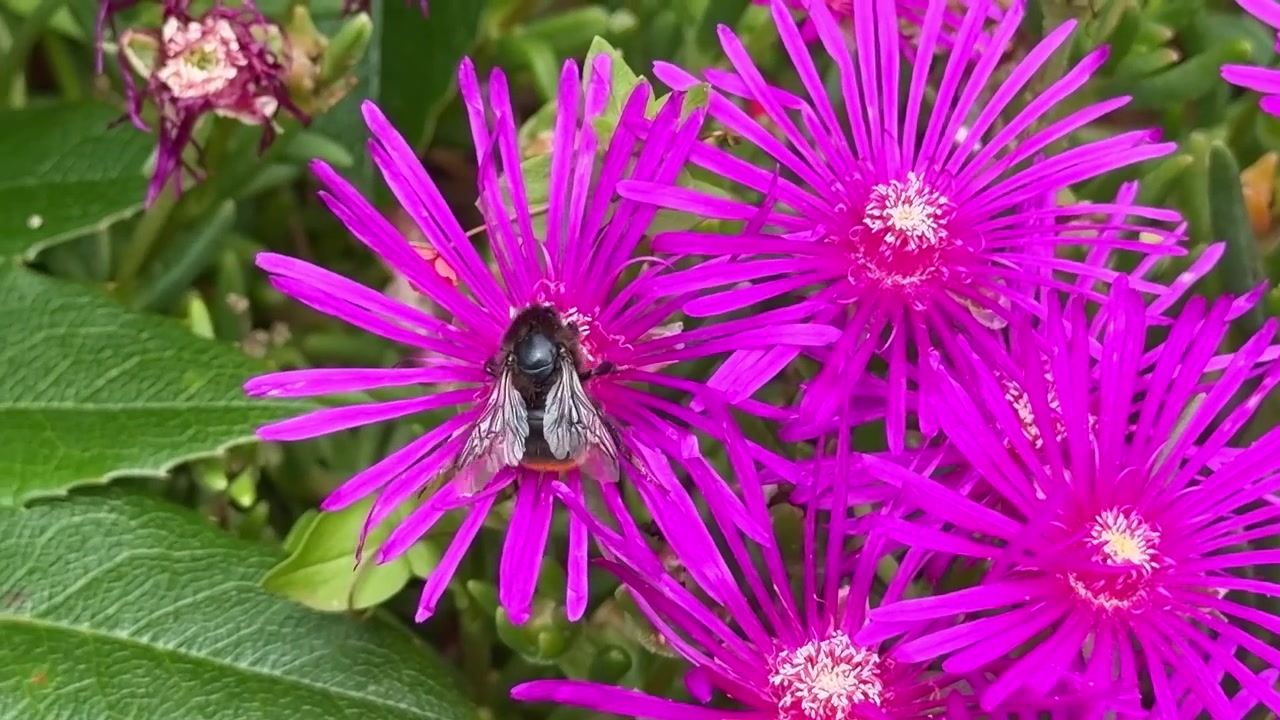 A bumblebee collects pollen on bright magenta ice plant blooms outdoors.